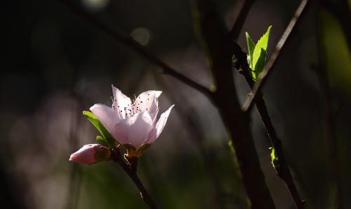 桃花