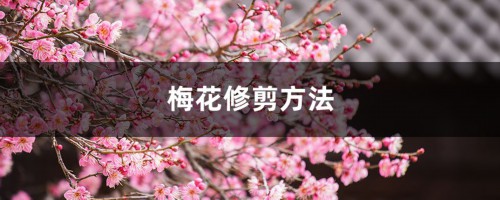 梅花修剪方法