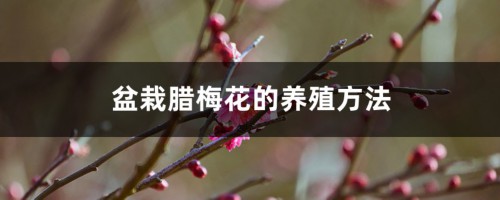 盆栽腊梅花的养殖方法