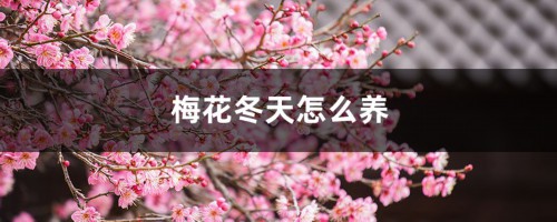 梅花冬天怎么养