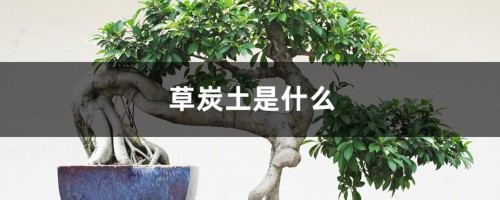 草炭土是什么