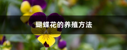 蝴蝶花的养殖方法