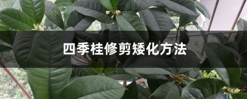 四季桂修剪矮化方法