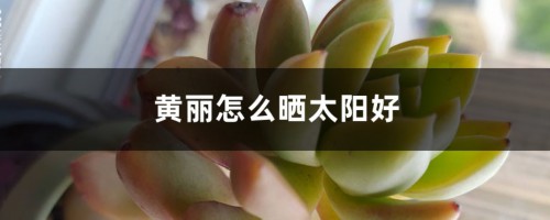 黄丽怎么晒太阳好