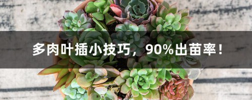 多肉叶插小技巧，90%出苗率！